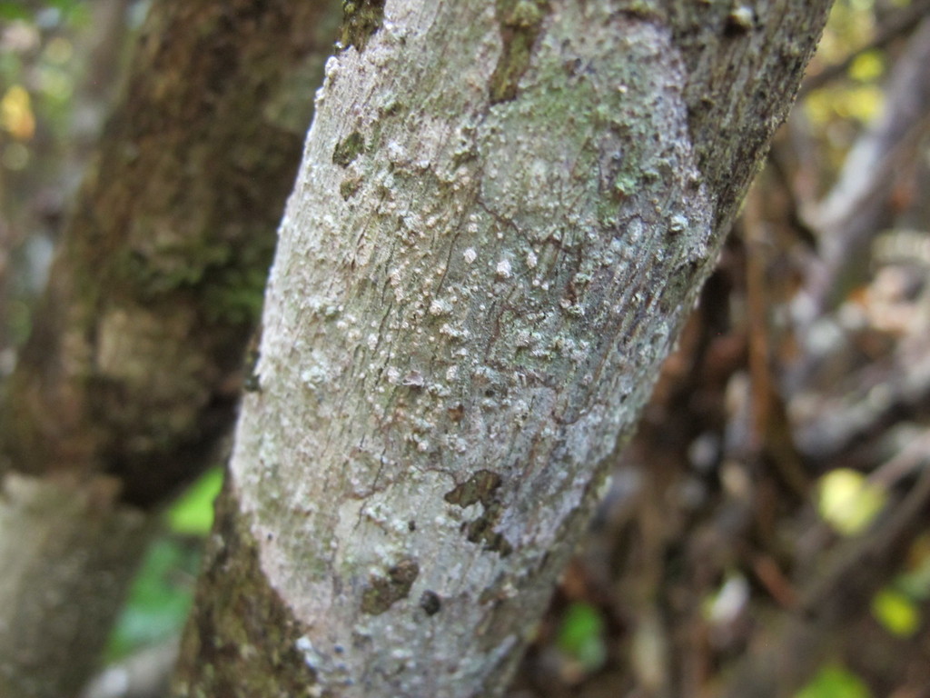 Phlyctis subuncinata