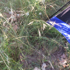 Nassella leucotricha