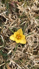 Crocus flavus