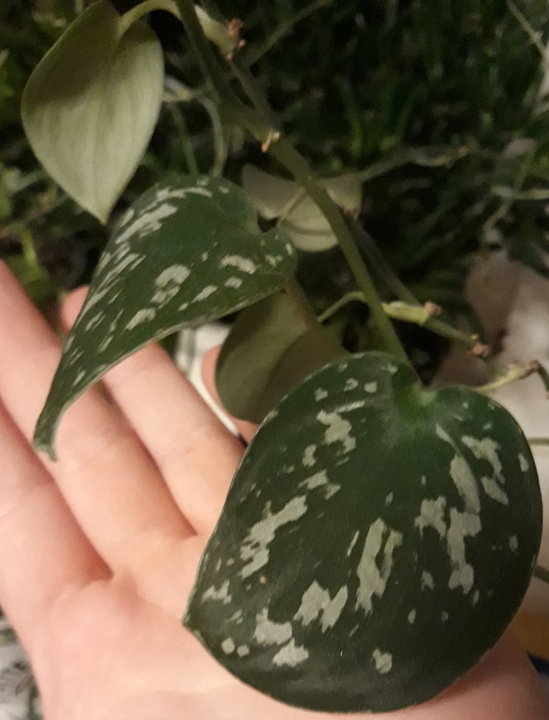 Сциндапсус — Scindapsus pictus