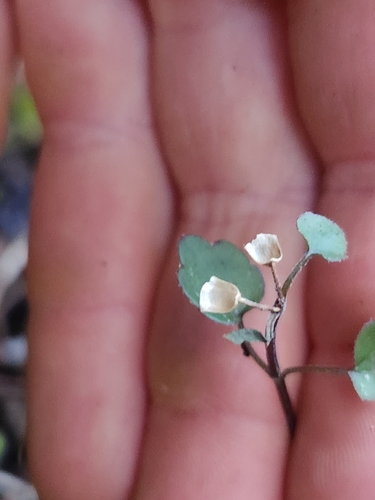Image of New Zealand Skullcap (Scutellaria novae) by no rights reserved