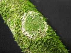 Phyllopsora furfuracea