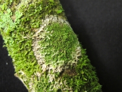 Phyllopsora furfuracea