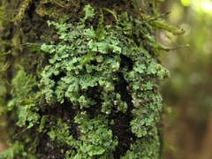 Physcia tribacioides