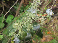 Ramalina glaucescens