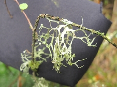 Ramalina glaucescens