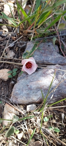 Image of Pavonia cymbalaria by (c) Lauu, some rights reserved (CC BY)