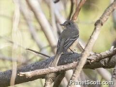 Pileated Flycatcher photo 2