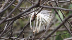 Pseudobombax palmeri