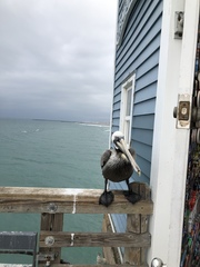 Pelecanus occidentalis