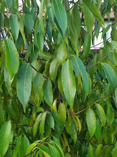 Ocotea quixos · iNaturalist