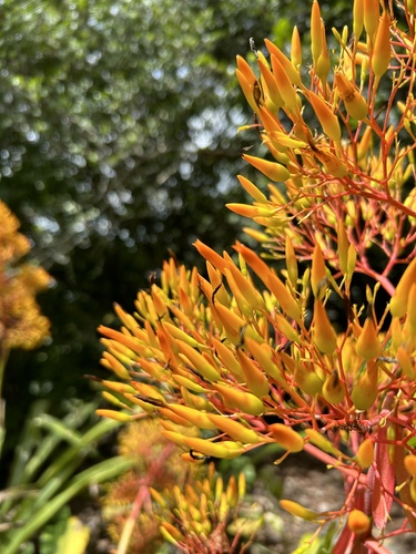 Aechmea leptantha (Harms) Leme & J.A.Siqueira