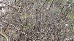 Pseudobombax palmeri