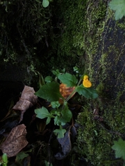 Calceolaria mexicana