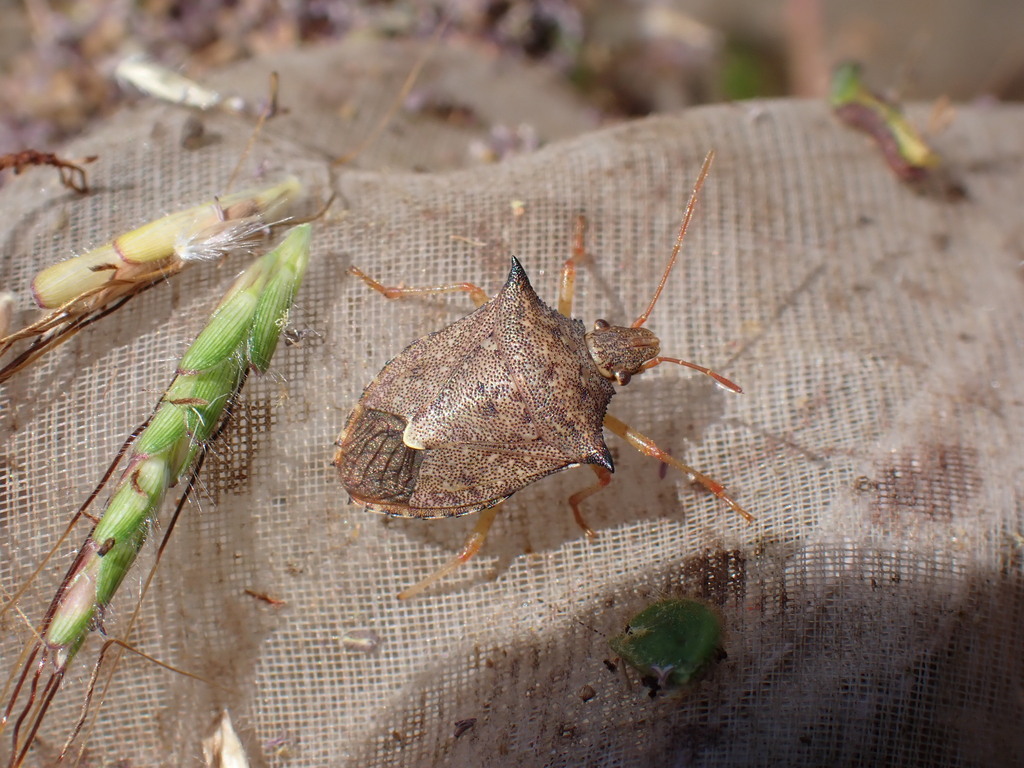 Euschistus crenator