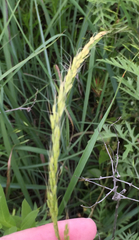 Limnodea arkansana