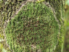 Phyllopsora malcolmii