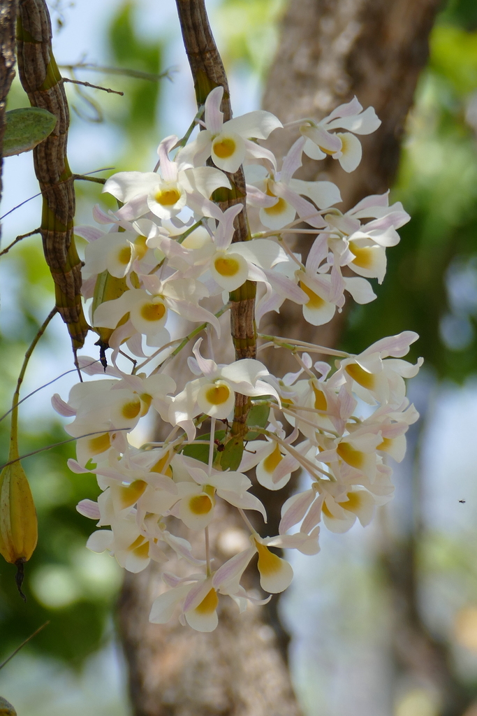 Dendrobium signatum Rchb.f.