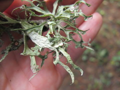 Ramalina glaucescens