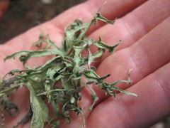 Ramalina glaucescens
