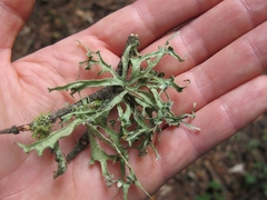 Ramalina glaucescens
