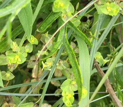 Euphorbia spathulata