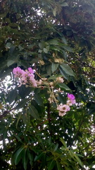 Lagerstroemia
