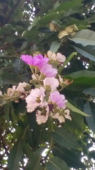 Lagerstroemia