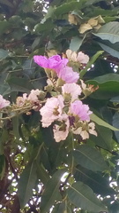 Lagerstroemia
