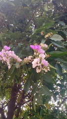Lagerstroemia