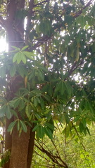 Lagerstroemia
