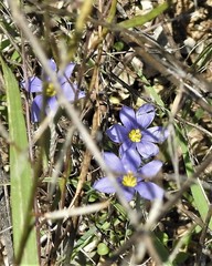 Sisyrinchium pruinosum