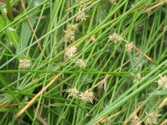 Eleocharis geniculata