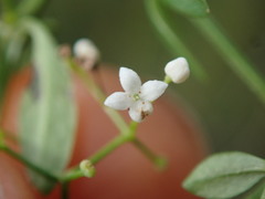 Galium palustre palustre