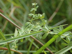 Galium palustre palustre