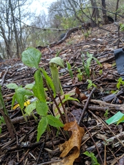 Arisaema triphyllum