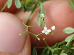 Galium palustre palustre