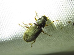 Pelonomus obscurus