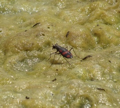Cicindela sommeri
