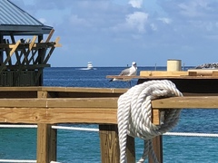 Leucophaeus atricilla