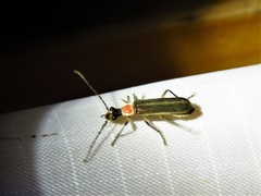 Podabrus quadratus