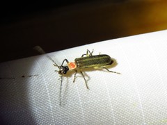 Podabrus quadratus