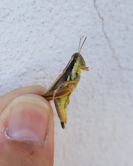 Dichroplus elongatus