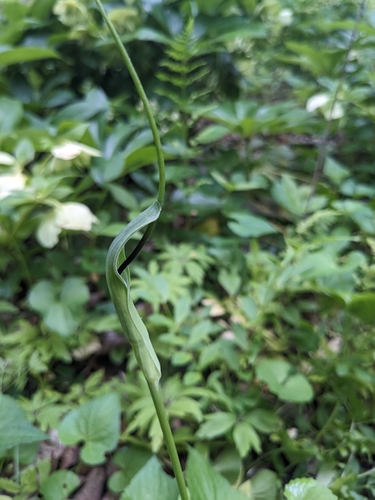 Pinellia pedatisecta, photograph 6