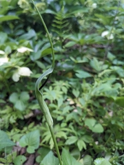 Pinellia pedatisecta, photograph (c) Norah Tempus, some rights reserved (CC BY)