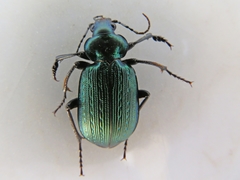 Calosoma alternans