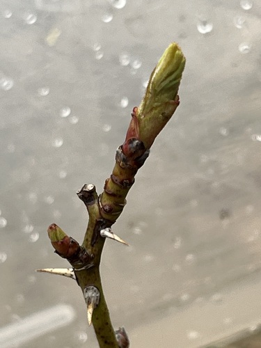 Foto de Rosa silvestre