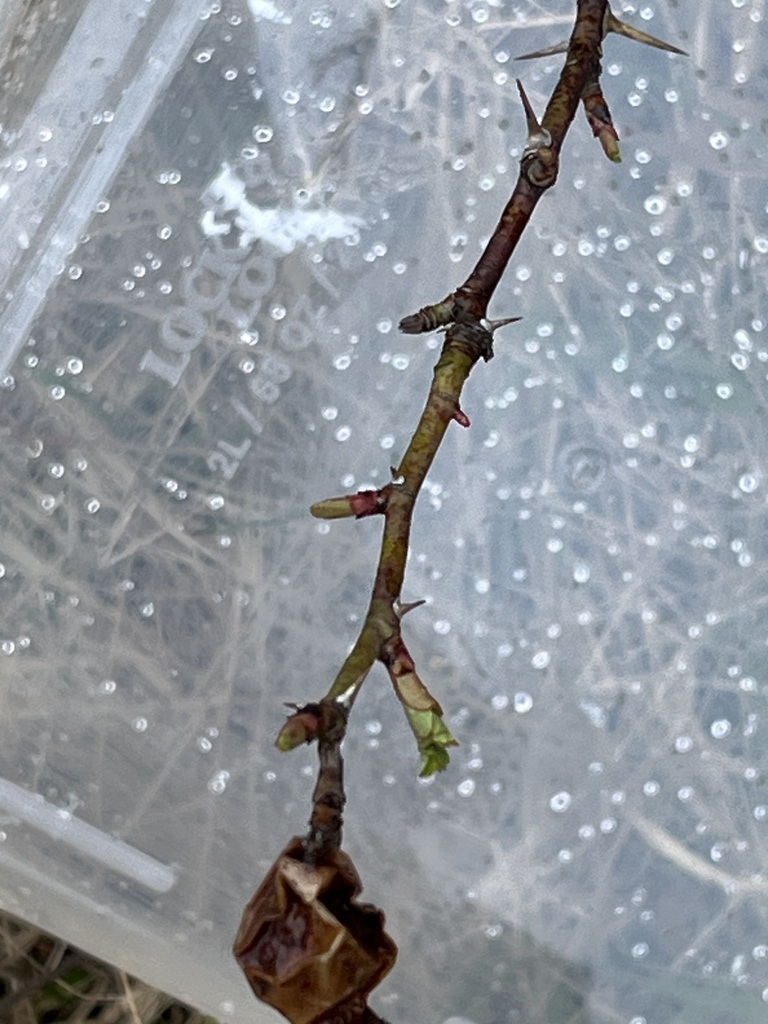 Foto de Rosa silvestre