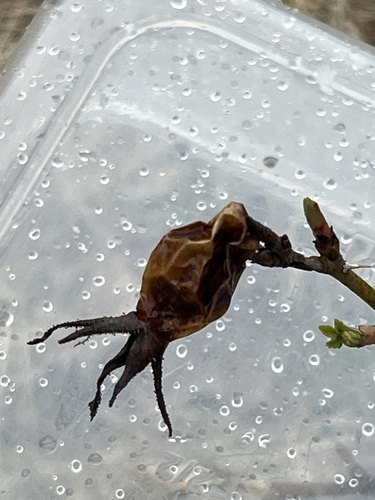 Foto de Rosa silvestre