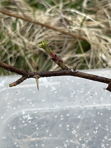 Foto de Rosa silvestre